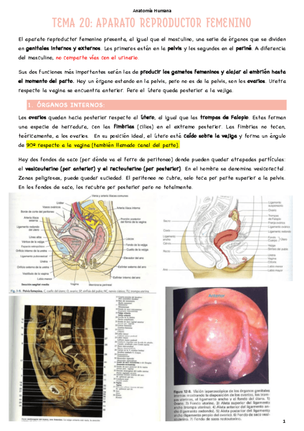 Miniatura del documento T20-Aparato-reproductor-femenino.pdf