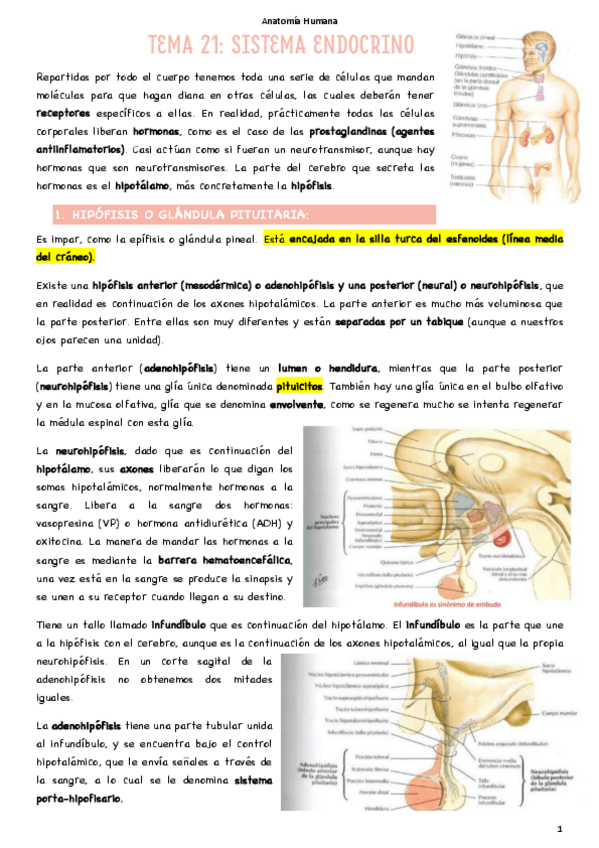 Miniatura del documento T21-Sistema-endocrino.pdf