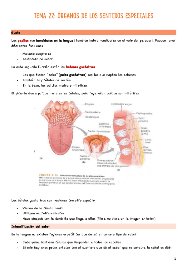 Miniatura del documento T22-Organos-de-los-sentidos-especiales.pdf