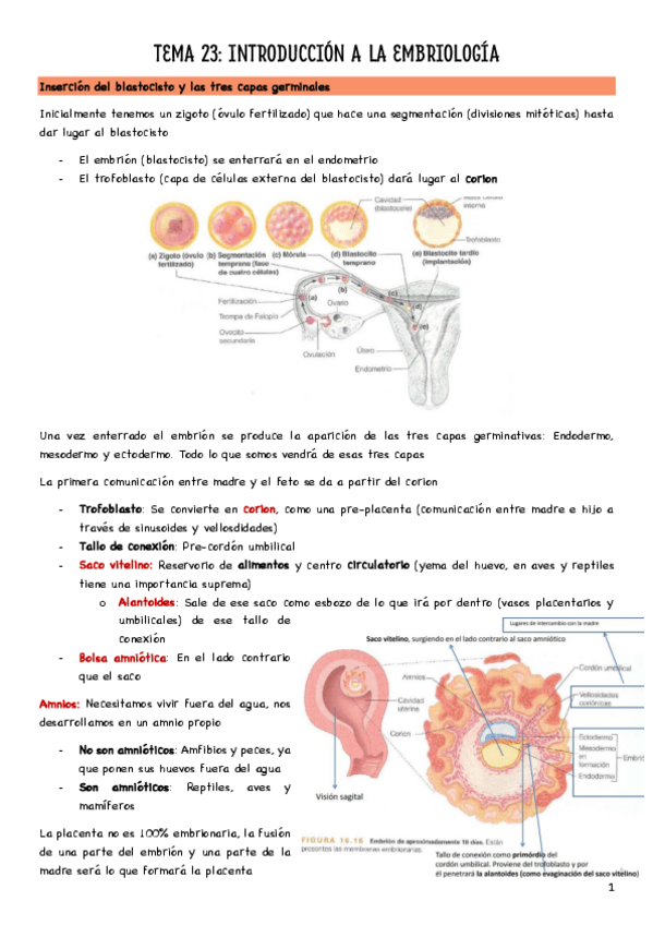 Miniatura del documento T23-Embriologia.pdf