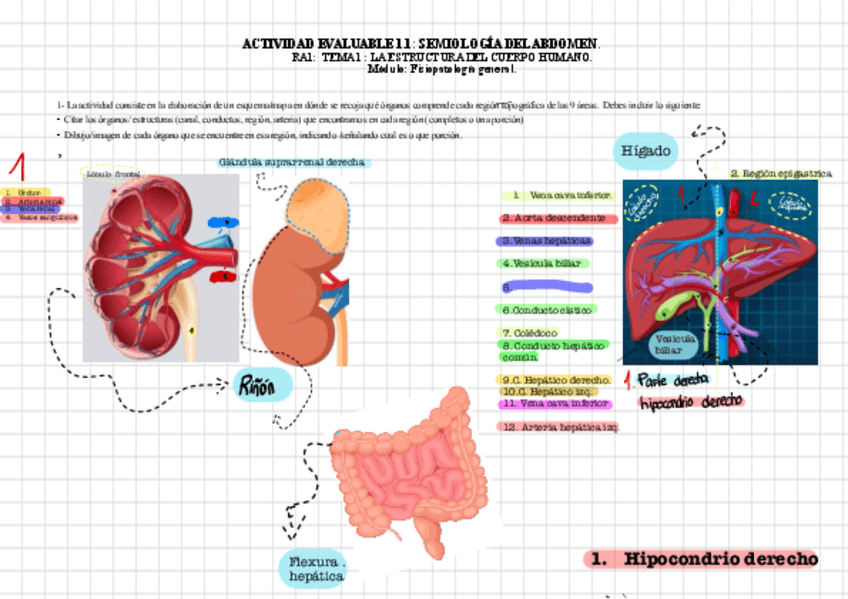 Miniatura del documento ACTIVIDAD-1.1-SEMIOLOGIA-DEL-ABDOMEN.pdf