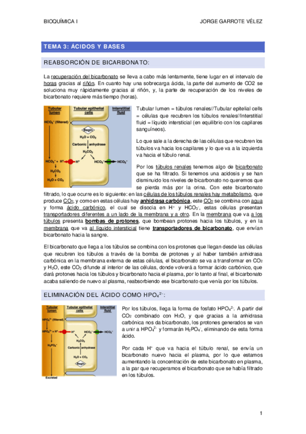 Miniatura del documento Tema-3.-Reabsorcion-Bicarbonato-y-Eliminacion-del-Acido-en-forma-de-H2PO4-y-Amonio.pdf