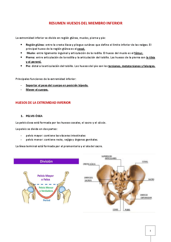 Miniatura del documento Descripción de huesos del miembro inferior.pdf