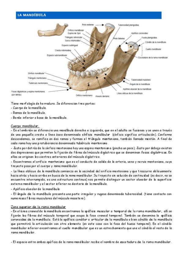Miniatura del documento huesos-mandibula-y-ATM.pdf