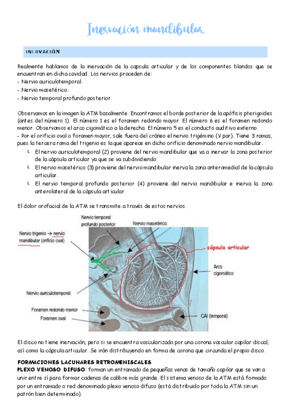 Miniatura del documento inervacion-mandibula.pdf