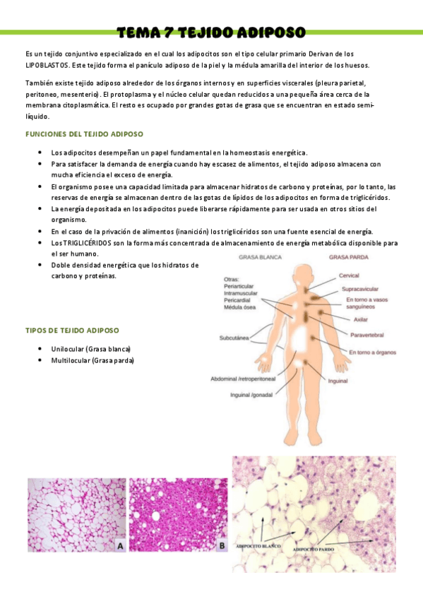 Miniatura del documento HISTOLOGIA-T7.pdf