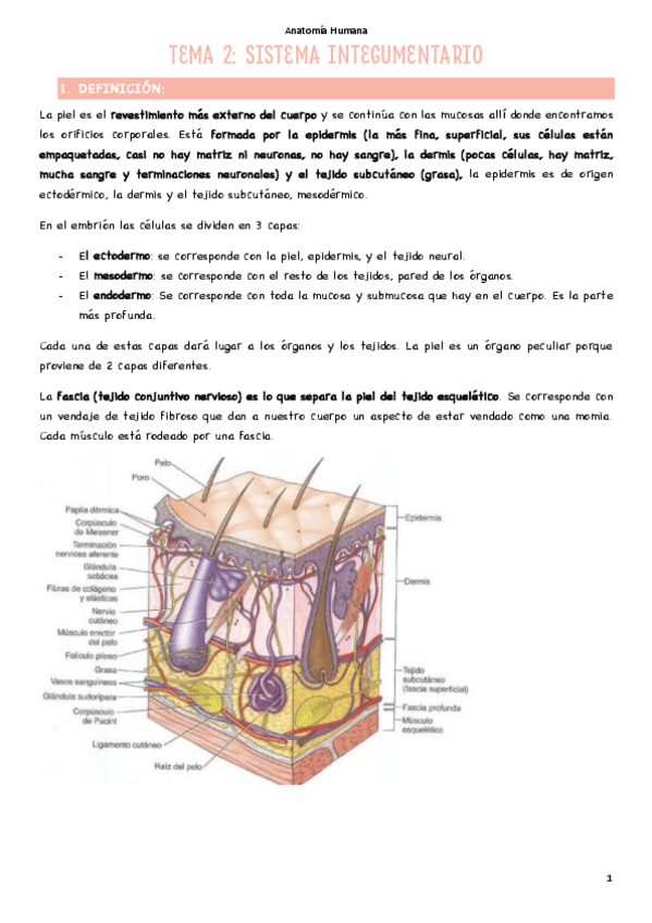 Miniatura del documento T2-Sistema-integumentario.pdf