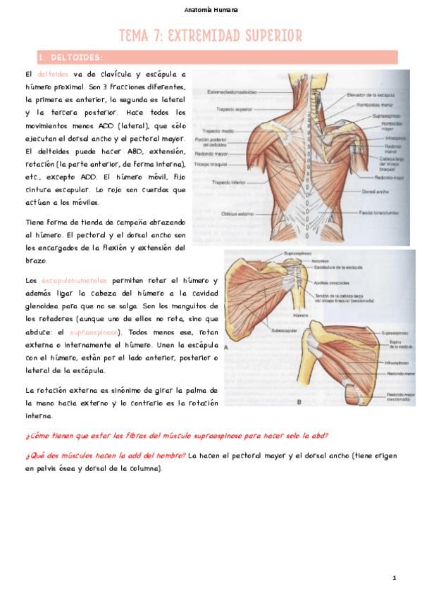 Miniatura del documento T7-Extremidad-superior.pdf
