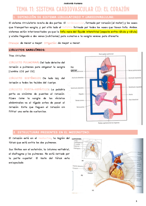 Miniatura del documento T11-El-corazon.pdf
