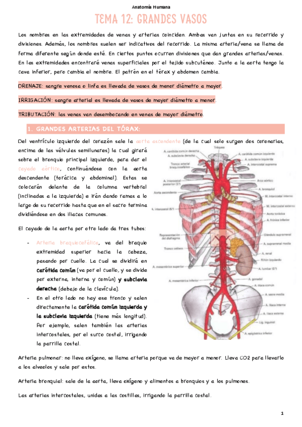 Miniatura del documento T12-Grandes-vasos.pdf