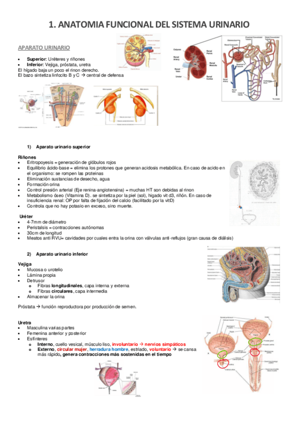 Miniatura del documento 1.-anatomia-del-sistema-urinario.pdf