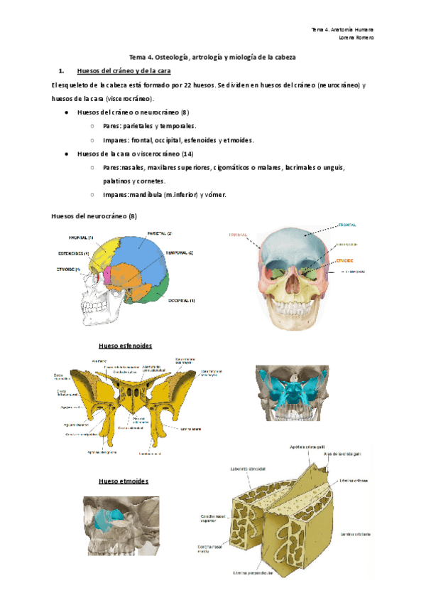 Miniatura del documento Tema-4.-Osteologia-artrologias-y-miologia-de-la-cabeza.pdf