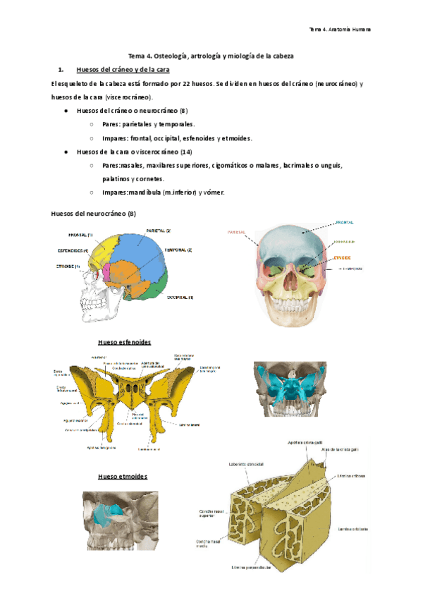 Miniatura del documento Tema-4.-Osteologia-artrologias-y-miologia-de-la-cabeza..pdf