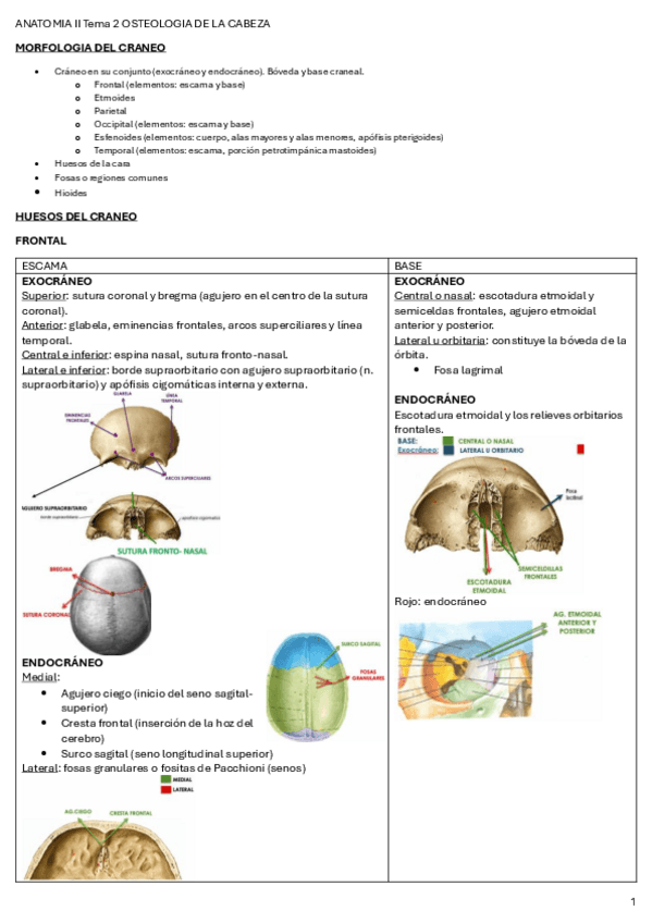 Miniatura del documento ANATOMIA-II-Tema-2.pdf