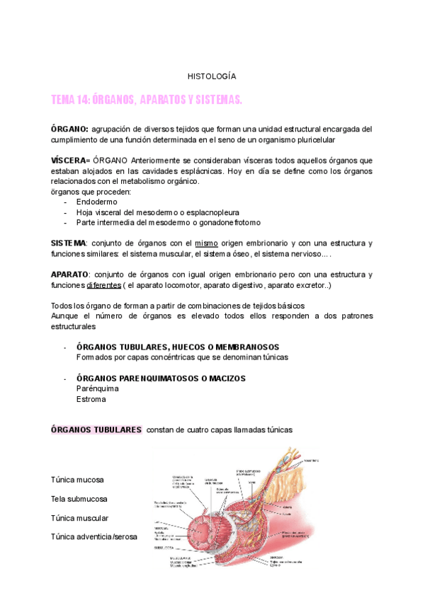 Miniatura del documento TEMA-14-ORGANOS..pdf