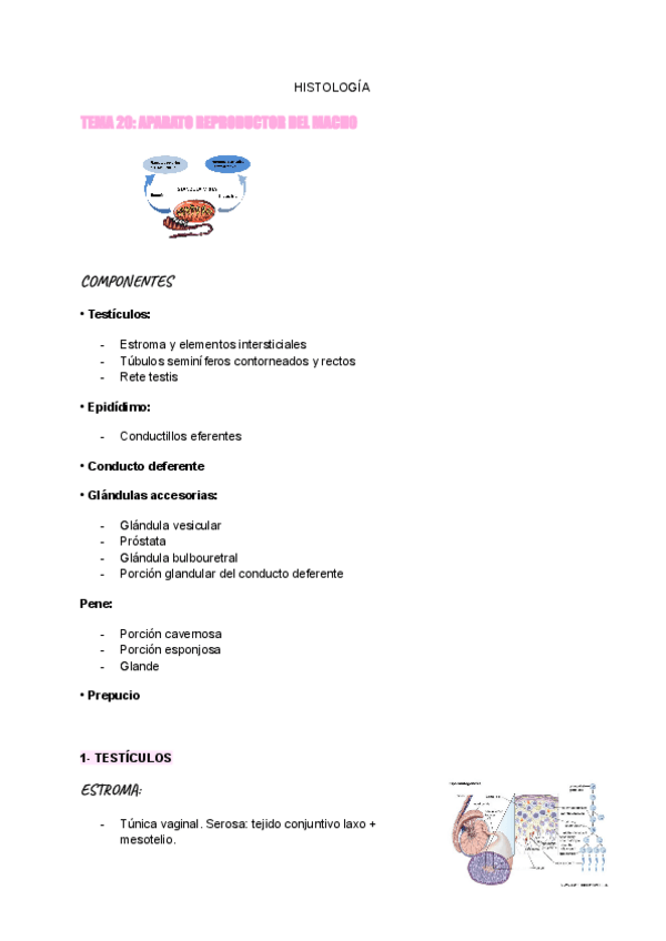 Miniatura del documento TEMAS-20-25-ORGANOS.pdf