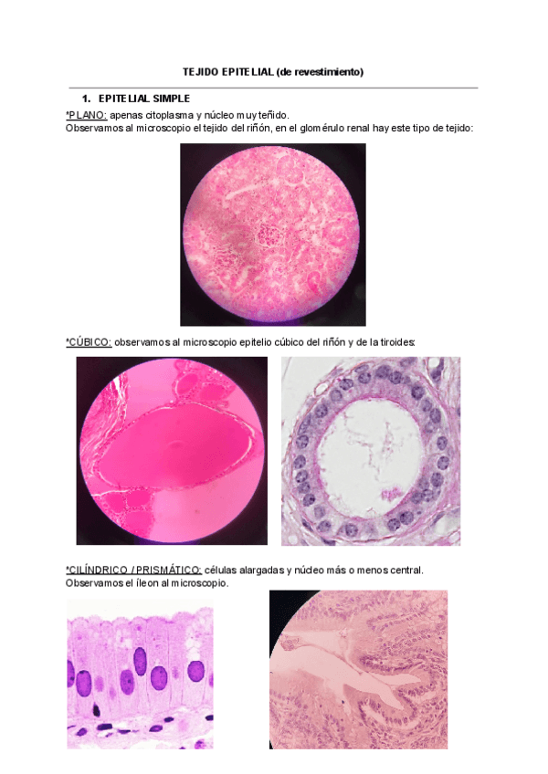 Miniatura del documento PRACTICAS-HISTOLOXIA.pdf