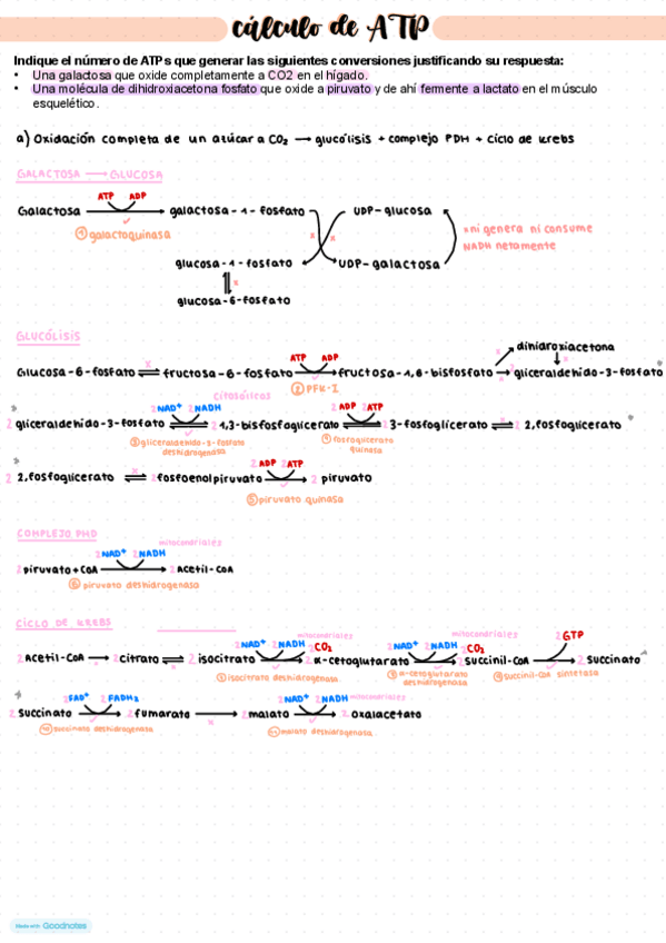 Miniatura del documento Calculo-de-ATP.pdf