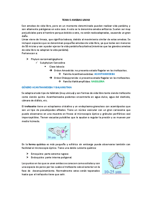 Miniatura del documento TEMA 5 AMEBAS LIMAX.pdf