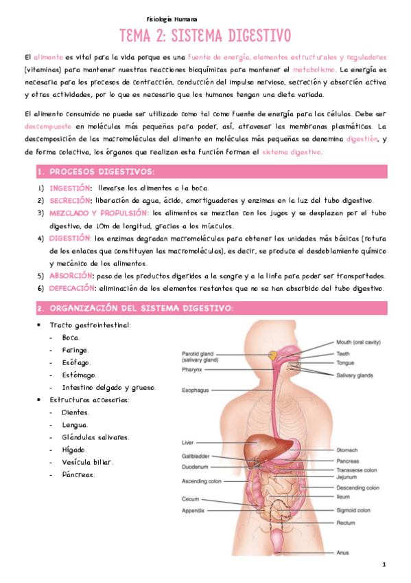 Miniatura del documento T2-Sistema-digestivo.pdf