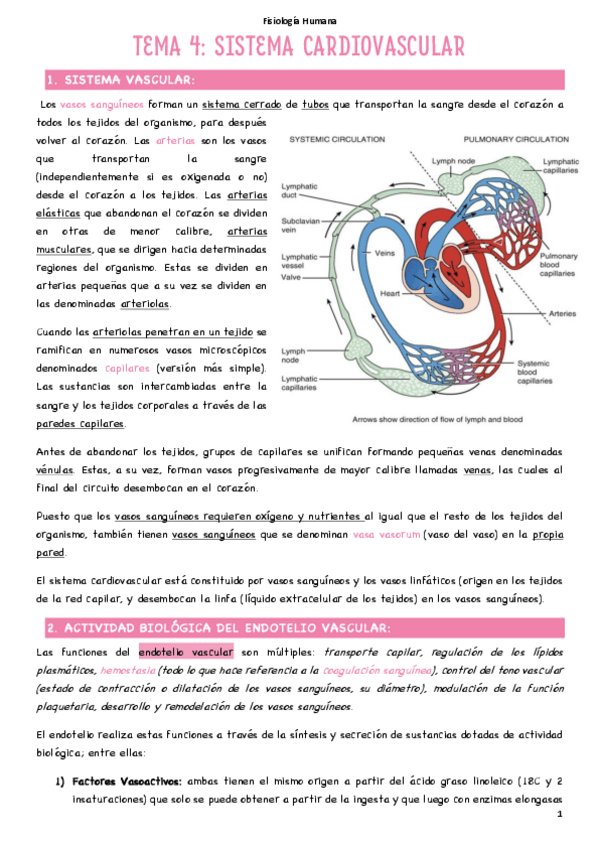 Miniatura del documento T4.2-Sistema-vascular.pdf