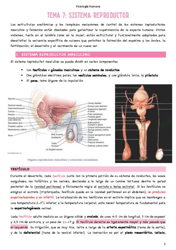 Miniatura del documento T7-Sistema-reproductor.pdf