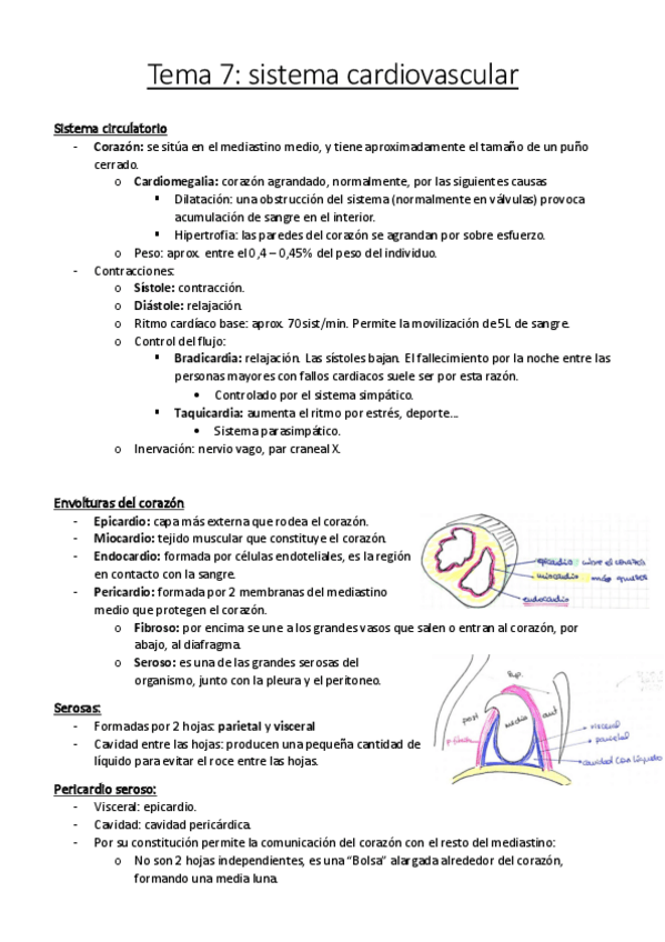 Miniatura del documento Tema 7 corazón.pdf