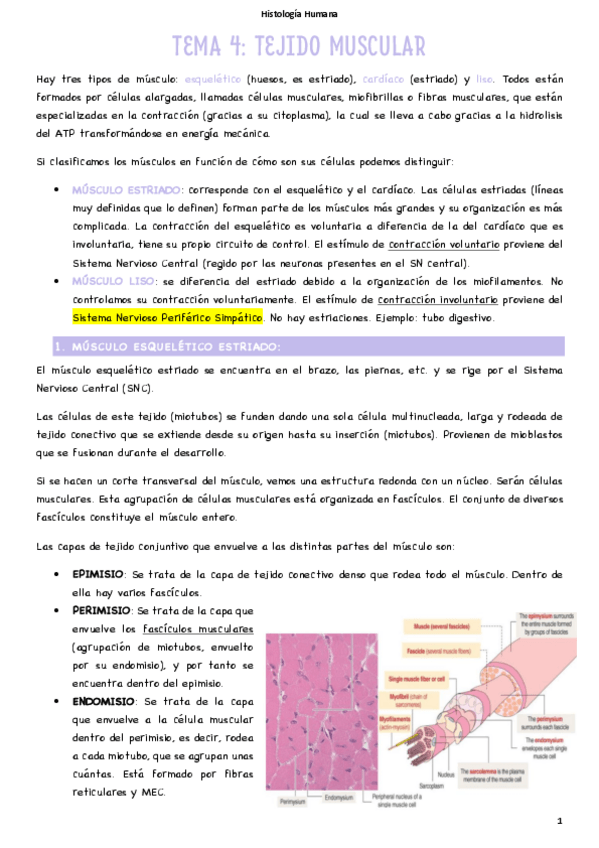 Miniatura del documento T4-Tejido-muscular.pdf