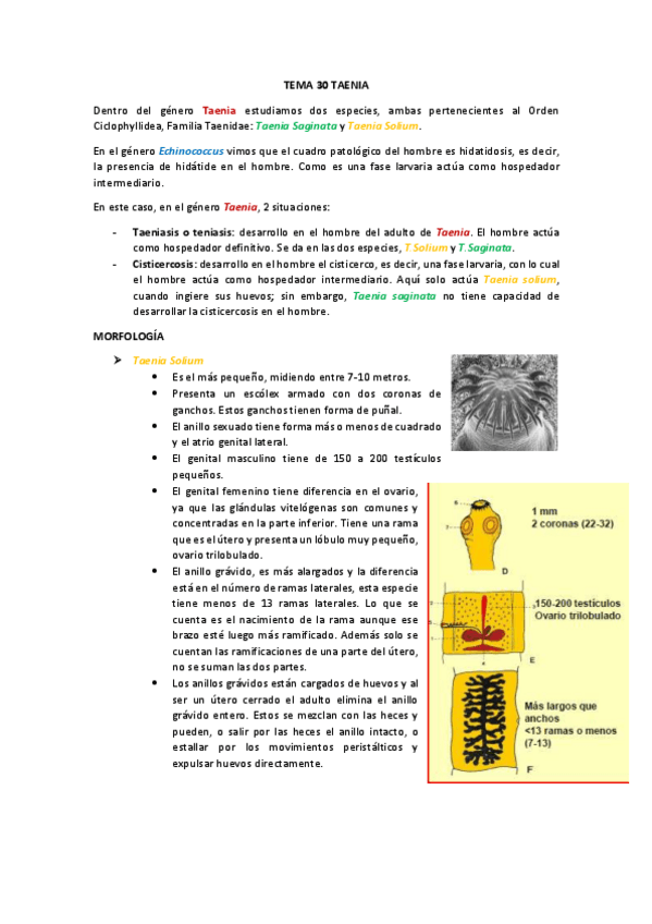 Miniatura del documento tema 30 Taenia.pdf