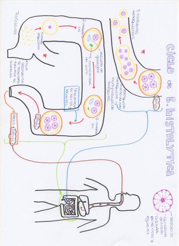 Miniatura del documento img356.jpg