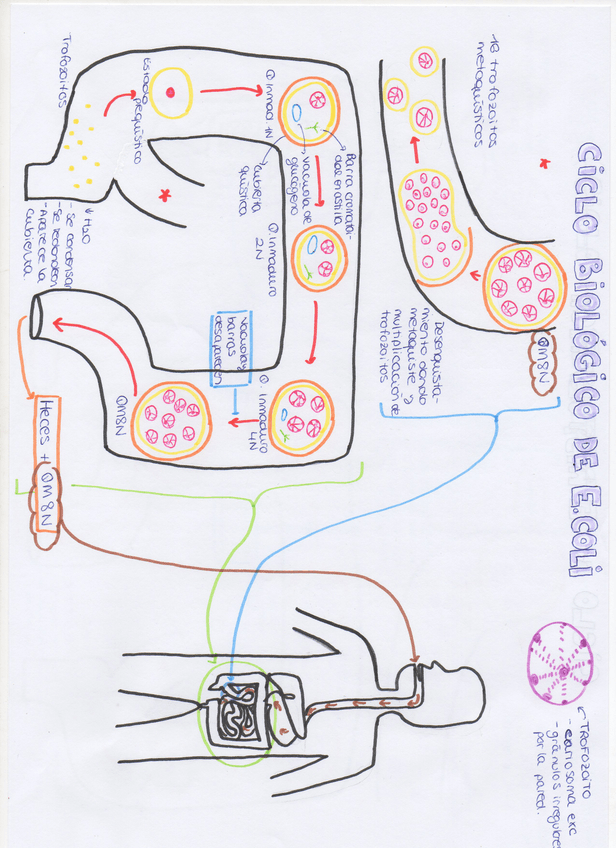 Miniatura del documento img358.jpg