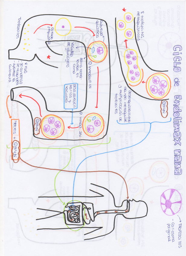 Miniatura del documento img359.jpg