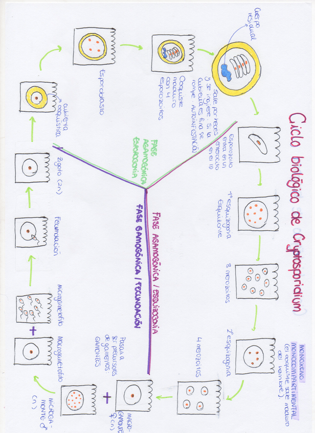 Miniatura del documento img365.jpg