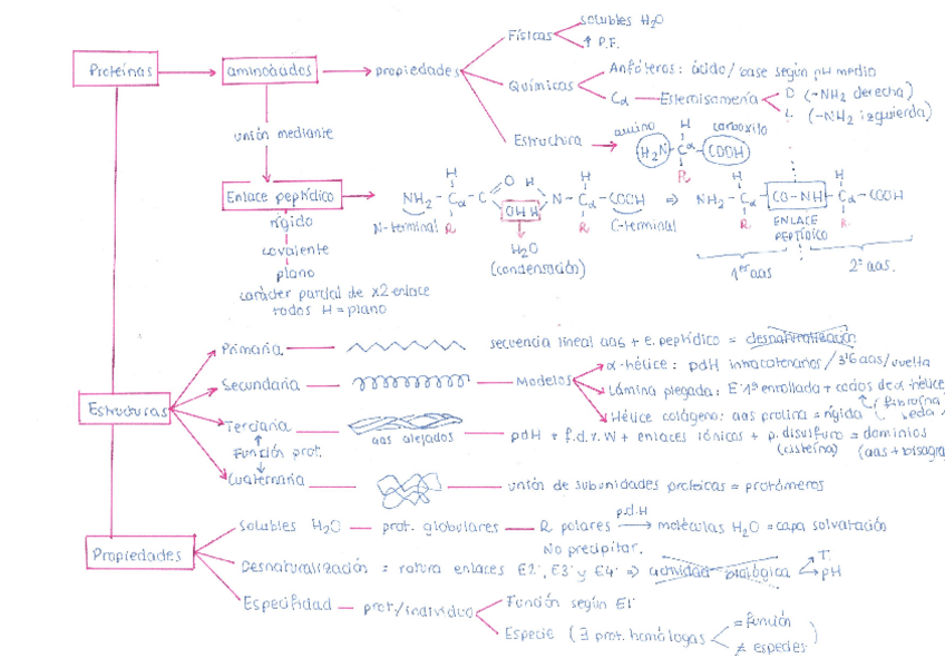 Miniatura del documento Esquema-Resumen-PROTEINAS-2o-bach.pdf