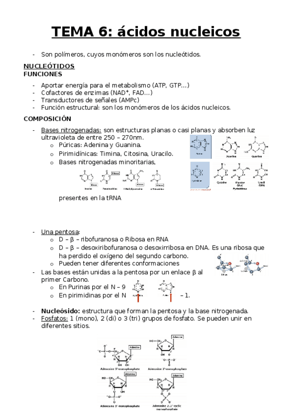 Miniatura del documento TEMA 6 apuntes.docx