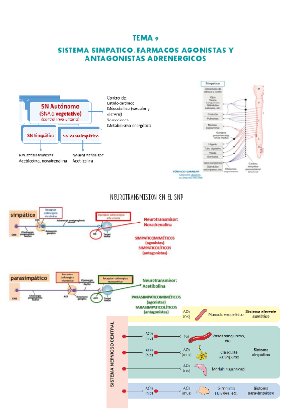 Miniatura del documento TEMA-9-pdf.pdf