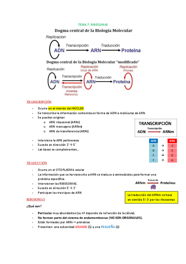 Miniatura del documento Tema-7-celular.pdf