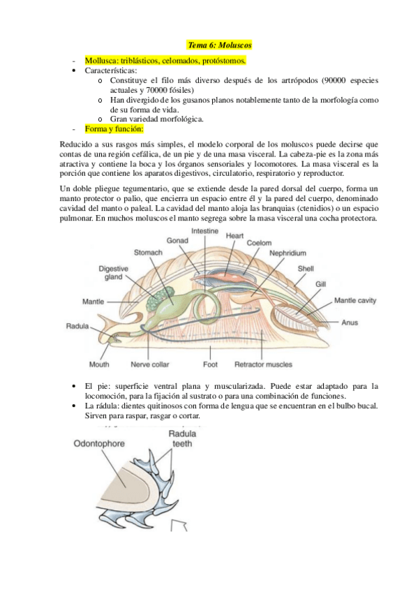 Miniatura del documento Tema-6.pdf