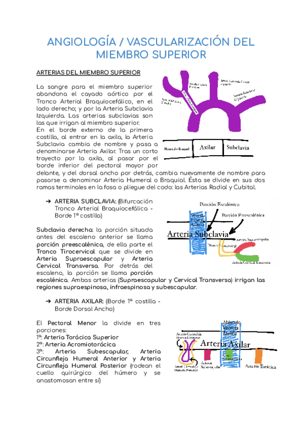 Miniatura del documento VASCULARIZACION-DEL-MIEMBRO-SUPERIOR.pdf