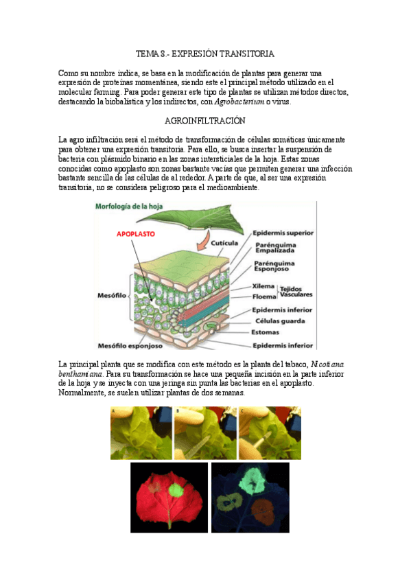 Miniatura del documento Tema-8.-Expresion-transitoria.pdf