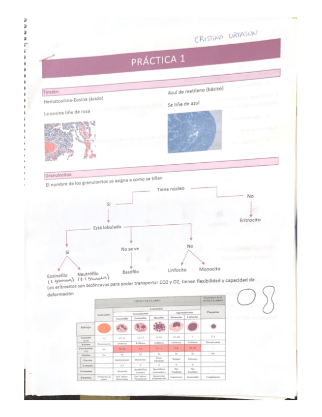 Miniatura del documento Practicas-biocel.pdf