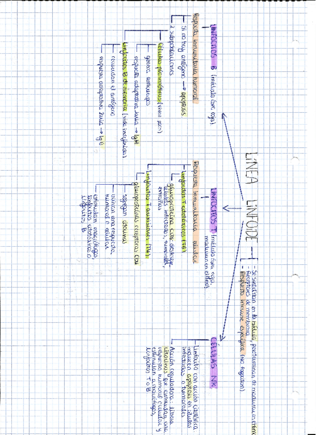 Miniatura del documento Esquema líneas mieloide y linfoide.pdf