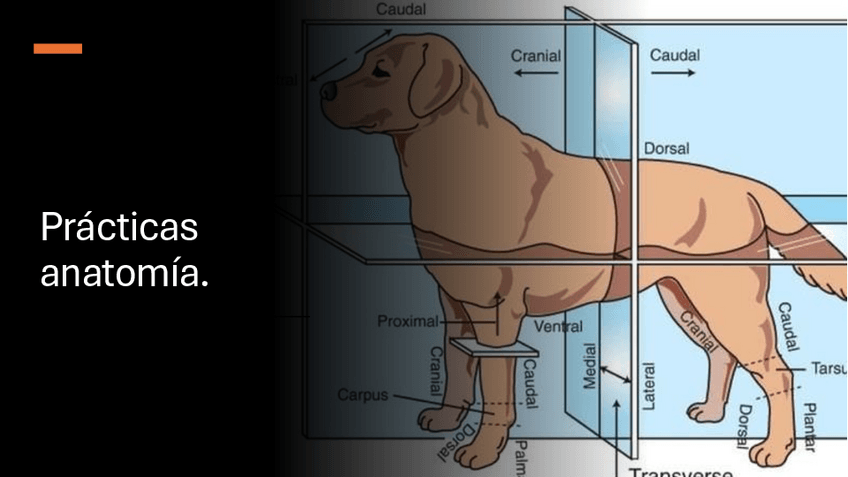 Miniatura del documento Practicas-y-talleres-anatomia-estudio.pdf