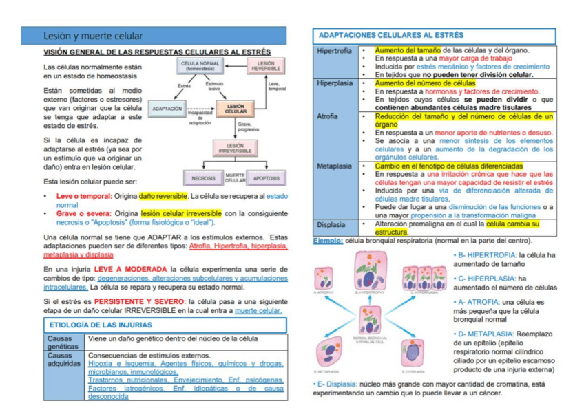 Miniatura del documento APUNTES-PARCIAL-PATOLOGIA-1.pdf
