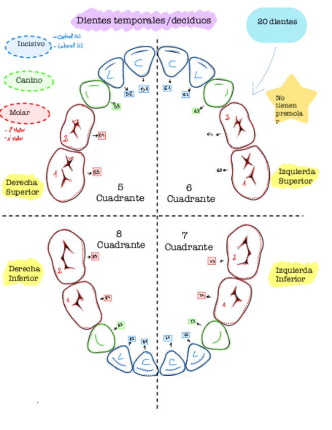 Miniatura del documento Dientes-temporales.pdf