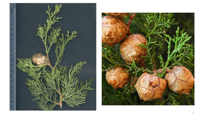 Miniatura del documento Plantilla-Visu-Examen.pdf