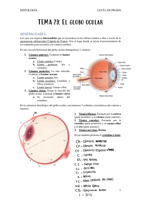 Miniatura del documento GLOBO-OCULAR-apuntes.pdf