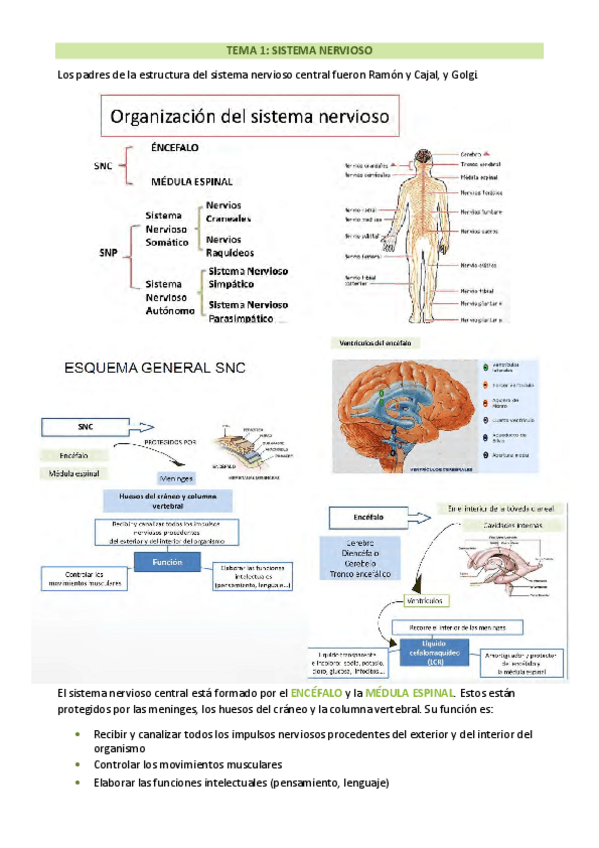 Miniatura del documento S.-NERVIOSO.pdf
