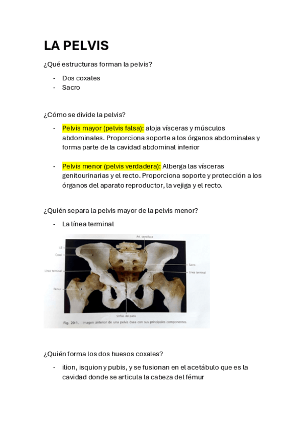 Miniatura del documento pelvis.pdf