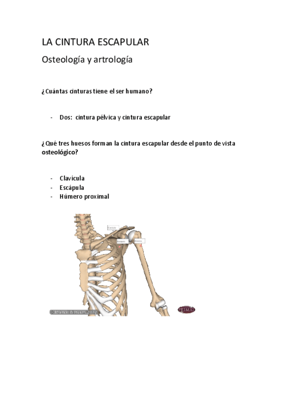 Miniatura del documento Cintura-escapular-osteologia.pdf
